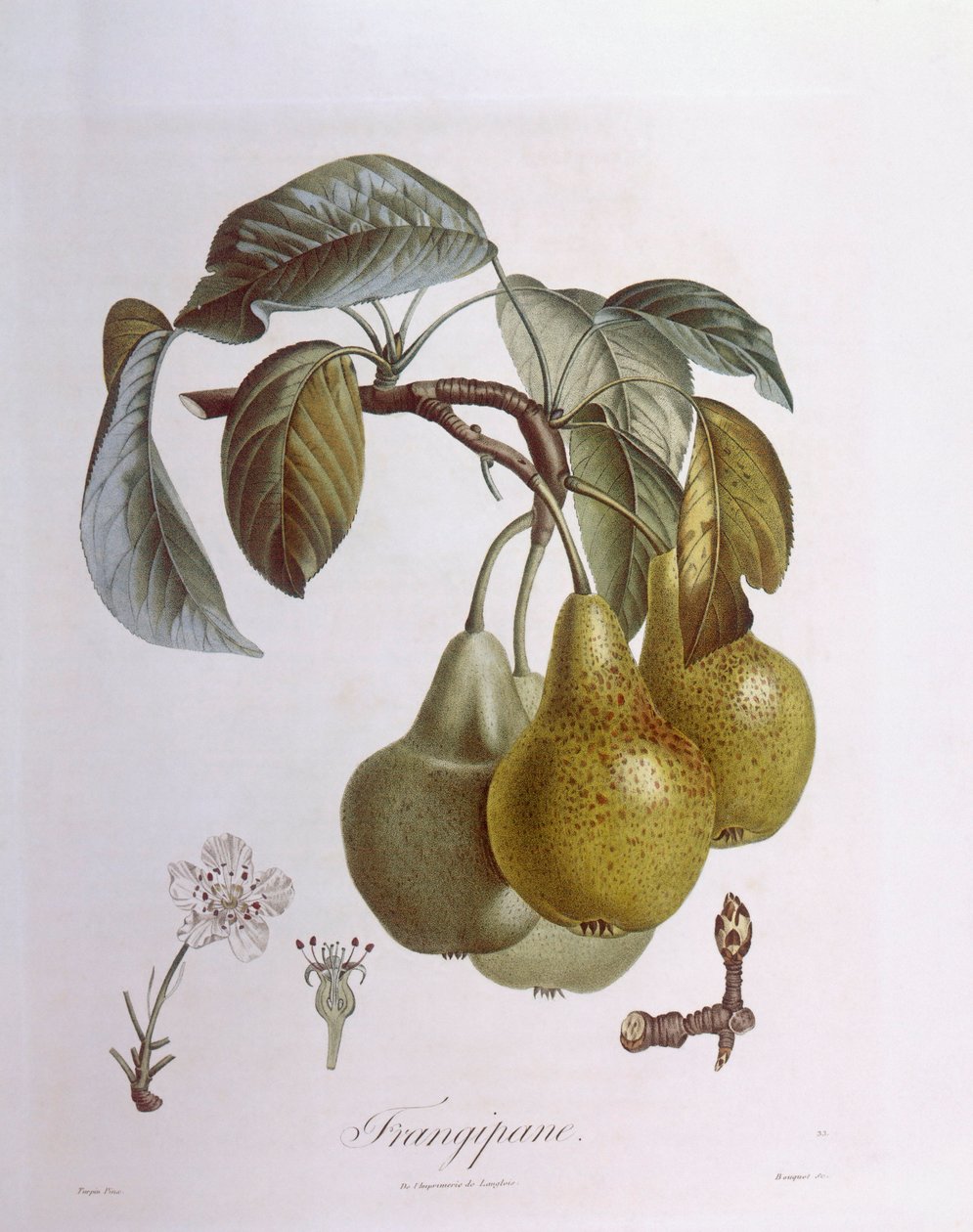 Körte, Henry Louis Duhamel du Monceau, botanikai lemez alkotó: Pierre Jean Francois Turpin