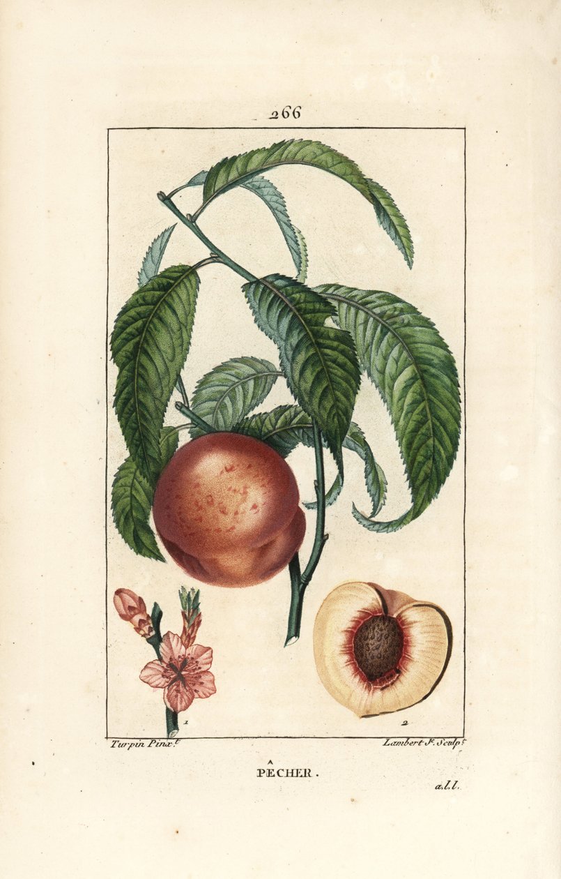 Pecher – őszibarackfa, Amygdalus persica, virággal, levéllel, szárral, érett gyümölccsel és terméssel, részben maggal. Lambert Junior kézi csíkos rézmetszet Pierre Jean-Francois Turpin rajzából, Chaumeton, Poiret és Chamberet alkotó: Pierre Jean Francois Turpin