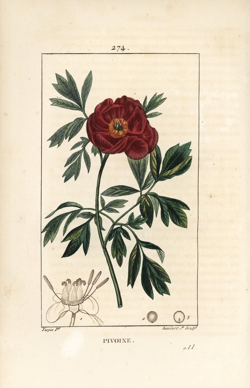 Peony officinale - európai bazsarózsa, Paeonia officinalis, virággal, levéllel és virágrészek körvonalával. Lambert Junior kézi csíkos rézmetszet Pierre Jean-Francois Turpin rajzából Chaumetonból, Poiret és Chamberet „” La F” című művéből alkotó: Pierre Jean Francois Turpin