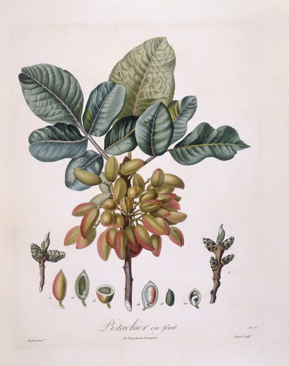 Pisztácia (Pistacia vera), Henry Louis Duhamel du Monceau, botanikai lemez Pierre Jean Francois Turpintól alkotó: Pierre Jean Francois Turpin