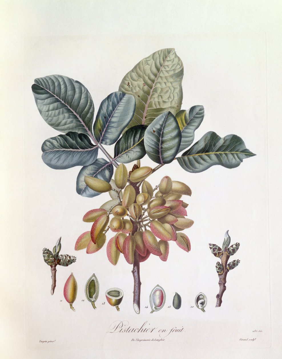 Pisztácia (Pistacia vera), Henry Louis Duhamel du Monceau, botanikai lemez Pierre Jean Francois Turpintól alkotó: Pierre Jean Francois Turpin