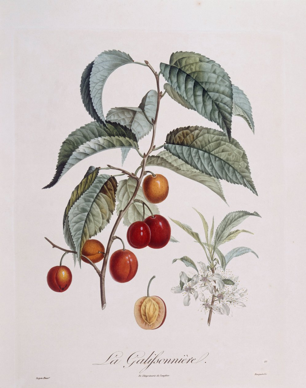 "La Galifsonniere" szilva Henry Louis Duhamel du Monceau, Pierre Jean Francois Turpin botanikai lemeze alkotó: Pierre Jean Francois Turpin