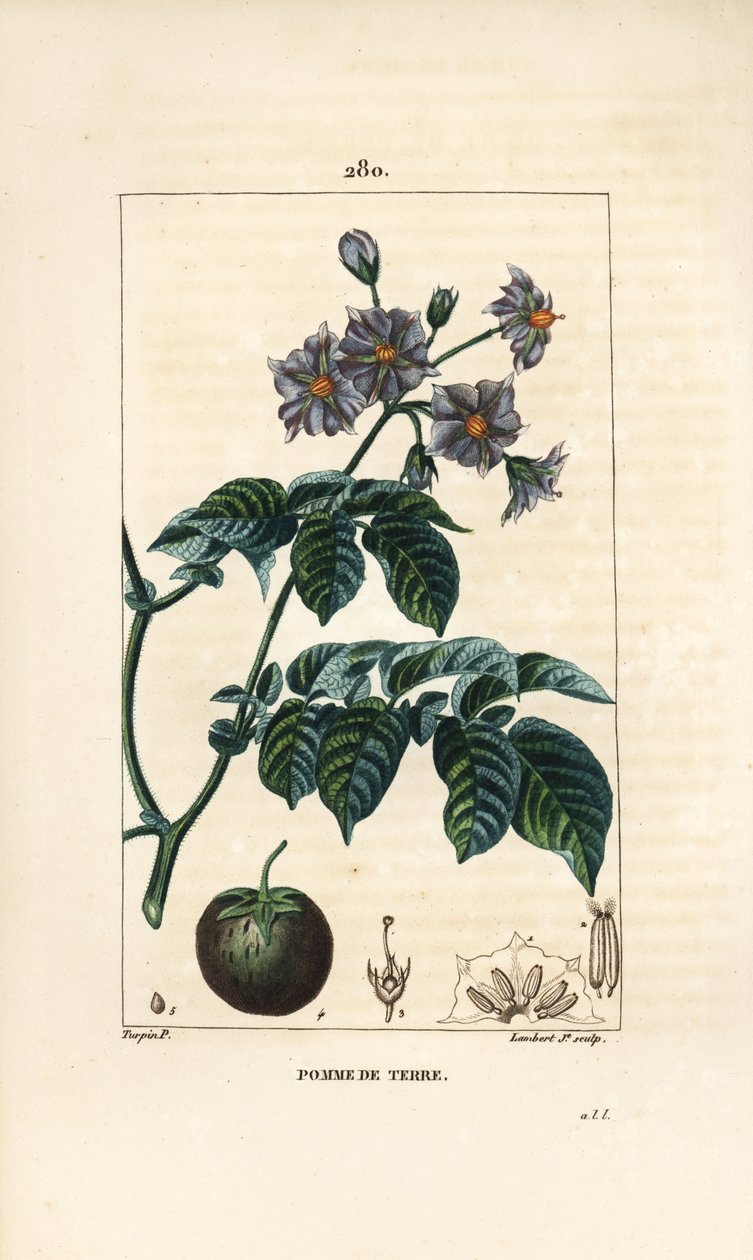 Burgonya (burgonya) - Burgonya, Solanum tuberosum, virággal, levéllel, szárral és terméssel. Lambert Junior kézi csíkos rézmetszet Pierre Jean-Francois Turpin rajzából Chaumetonból, Poiret és Chamberet „” La Flore Medicale”” Paris című művéből alkotó: Pierre Jean Francois Turpin