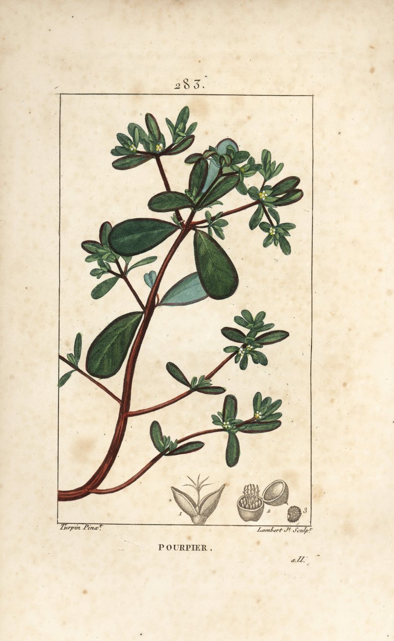 Porcelán, porcelán, porculaca oleracea, levéllel, szárral és virággal. Lambert Junior kézi csíkos rézmetszet Pierre Jean-Francois Turpin rajzából Chaumetonból, Poiret és Chamberet „” La Flore Medicale” című művéből, Paris, Panckouck alkotó: Pierre Jean Francois Turpin