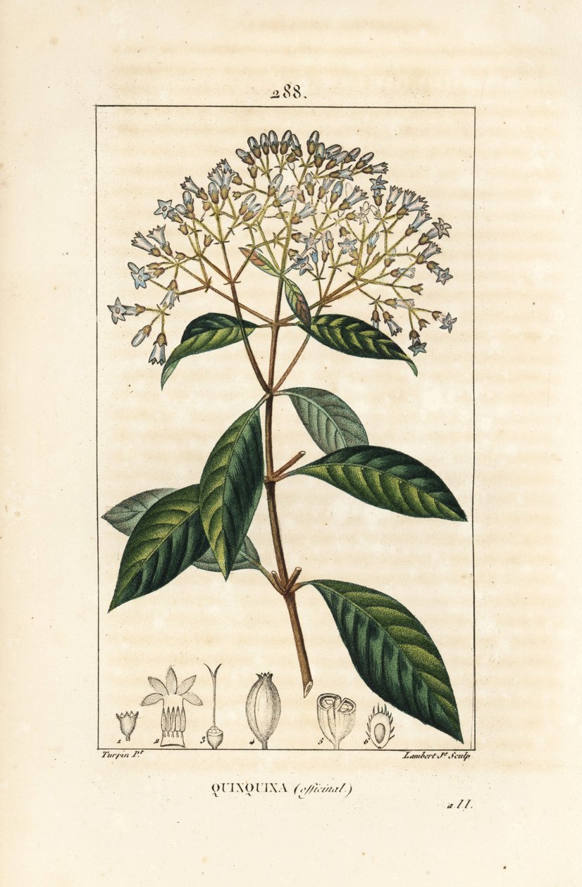 Quinquina – kinin vagy perui kéregfa, Cinchona officinalis, virággal, ággal, levéllel és maggal. Lambert Junior kézi csíkos rézmetszet Pierre Jean-Francois Turpin rajzából Chaumetonból, Poiret és Chamberet „” La Flo” című művéből alkotó: Pierre Jean Francois Turpin