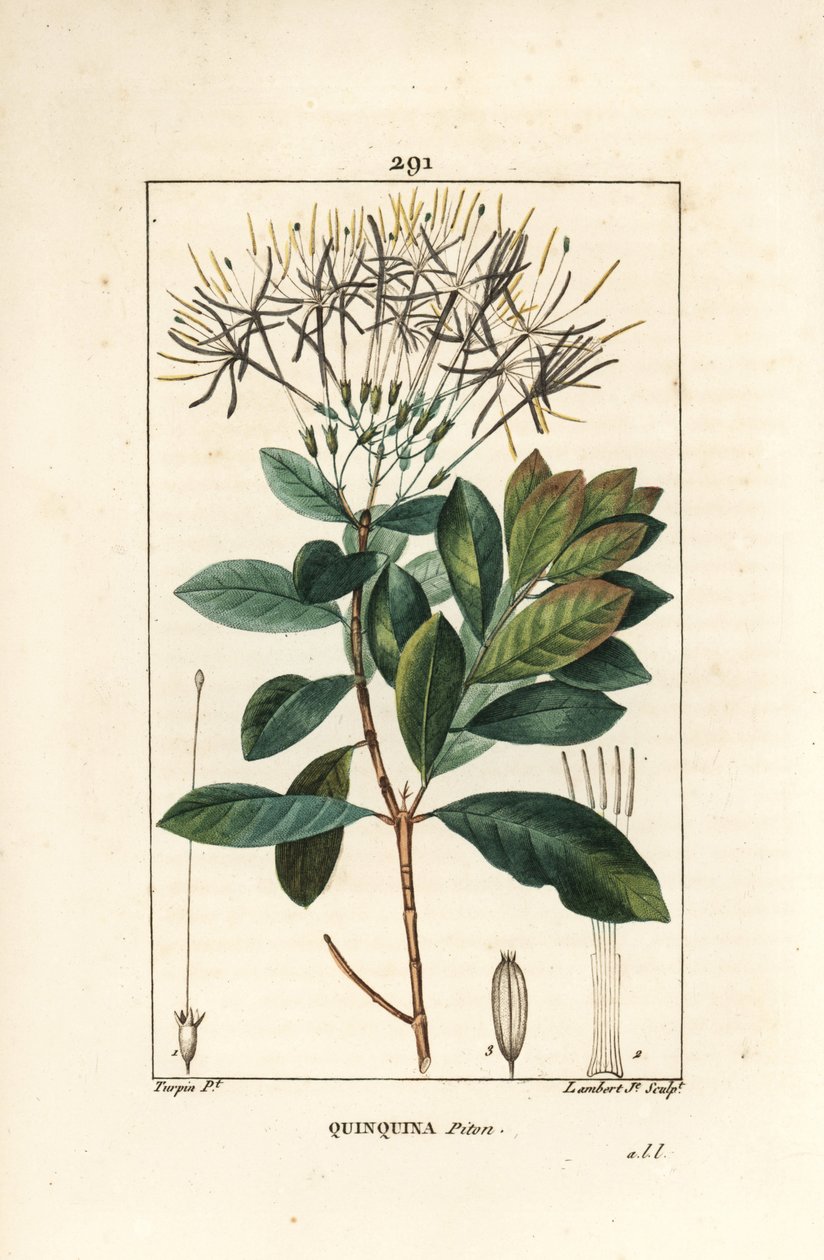 Quinquina piton – Exostema sanctae-luciae (szin. Cinchona floribunda), virággal, levéllel, szárral és maggal. Lambert Junior kézi csíkos rézmetszet Pierre Jean-Francois Turpin rajzából Chaumetonból, Poiret és Chamberet „” La” című művéből alkotó: Pierre Jean Francois Turpin