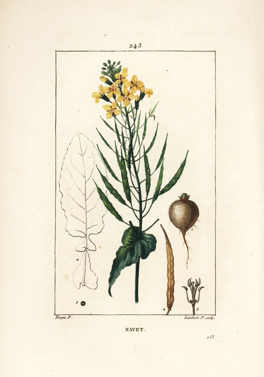 Repce vagy olajos mag, Brassica napus, levéllel, virággal és gyökérrel. Lambert Junior kézi csíkos rézmetszet Pierre Jean-Francois Turpin rajzából Chaumetonból, Poiret és Chamberet „” La Flore Medicale” című művéből, Paris, Panckoucke alkotó: Pierre Jean Francois Turpin