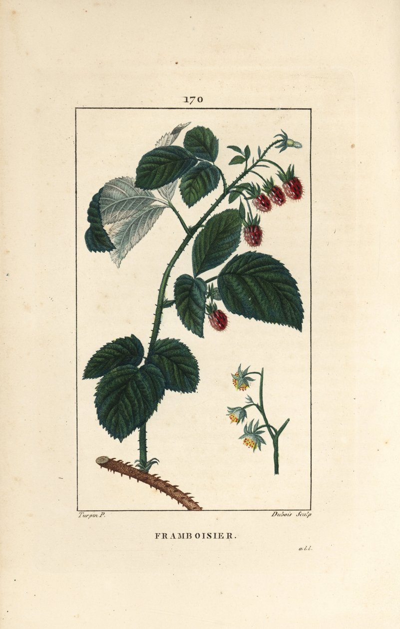 Málna – Málna, Rubus idaeus, virágokkal, levelekkel, tövisekkel és érett gyümölcsökkel. Lambert Junior kézi csíkos rézmetszete Pierre Jean-Francois Turpin Chaumeton rajzából, Poiret et Chamberet „” La Flore Medicale”,” P. alkotó: Pierre Jean Francois Turpin