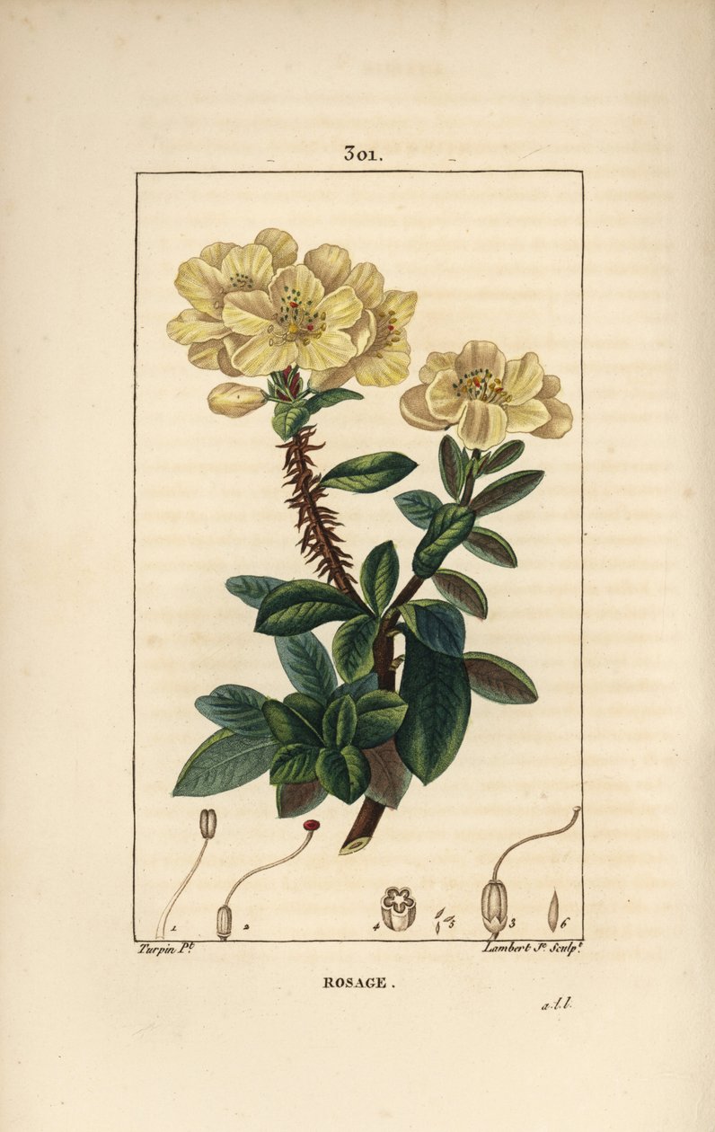Rhododendron geant - Rosebay, Hymenanthes maxima (Rhododendron maximum), virággal, tüskés szárral, levéllel és maggal. Lambert Junior kézi csíkos rézmetszete Pierre Jean-Francois Turpin Chaumeton, Poiret és Chambere rajzából alkotó: Pierre Jean Francois Turpin