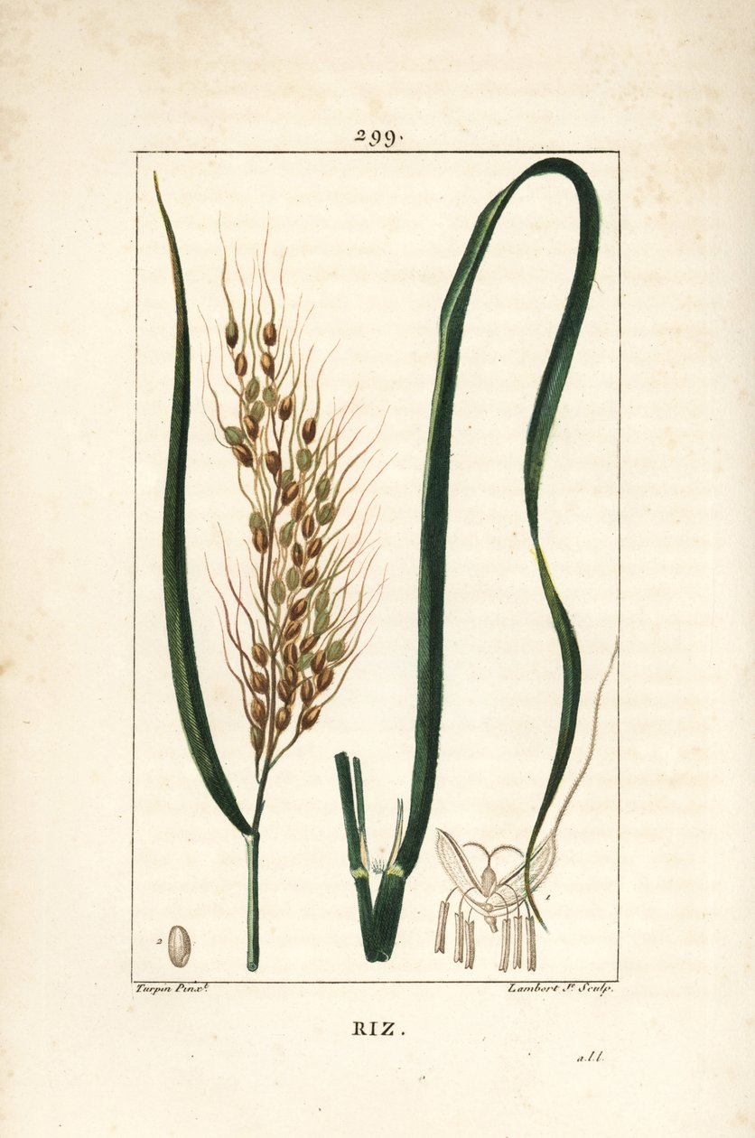 Rizs - Rizs, Oryza sativa, levelekkel, magokkal és szárral. Lambert Junior kézi csíkos rézmetszet Pierre Jean-Francois Turpin rajzából Chaumetonból, Poiret és Chamberet „” La Flore Medicale” című művéből, Paris, Panckoucke alkotó: Pierre Jean Francois Turpin