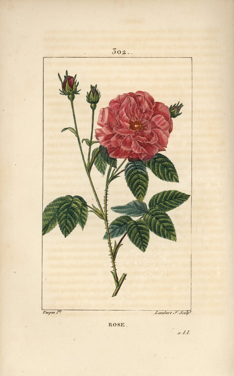 Rose de France vagy Rose de Provins - Rózsa, Rosa gallica, bimbóval, virággal, levéllel és tüskés szárral. Lambert Junior kézi csíkos rézmetszet Pierre Jean-Francois Turpin rajzából Chaumetonból, Poiret és Chamberet „” La Flore Me” című művéből alkotó: Pierre Jean Francois Turpin