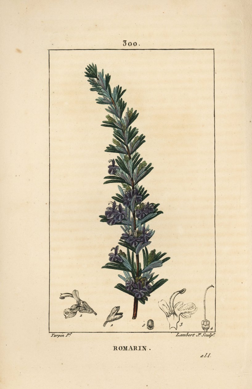 Rozmaring – Rozmaring, Rosmarinus officinalis, virággal, levéllel és szárral. Lambert Junior kézi csíkos rézmetszet Pierre Jean-Francois Turpin rajzából Chaumetonból, Poiret és Chamberet „” La Flore Medicale” című művéből, Paris, Panck alkotó: Pierre Jean Francois Turpin