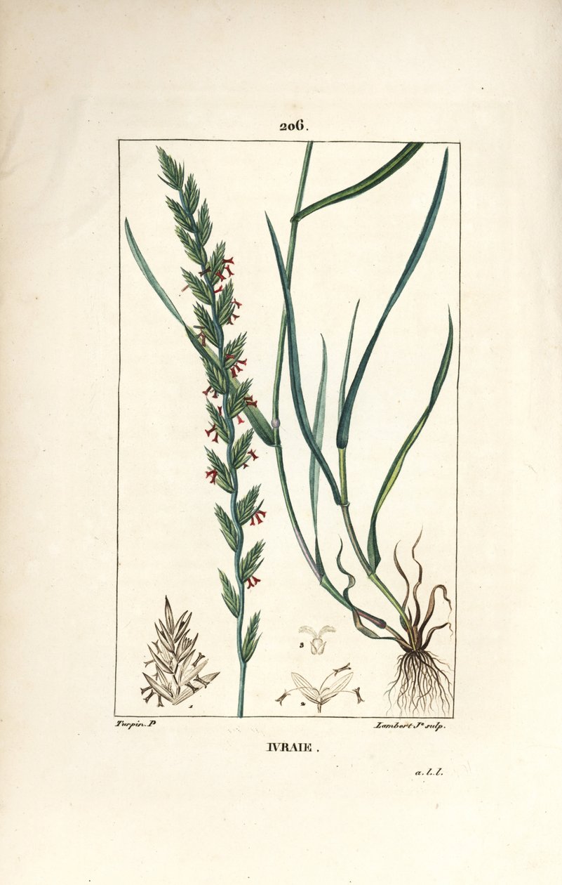 Rozsfű, Gramen loliaceum. Lambert Junior kézi csíkos rézmetszet Pierre Jean-Francois Turpin rajzából Chaumetonból, Poiret és Chamberet „” La Flore Medicale” című művéből, Paris, Panckoucke alkotó: Pierre Jean Francois Turpin