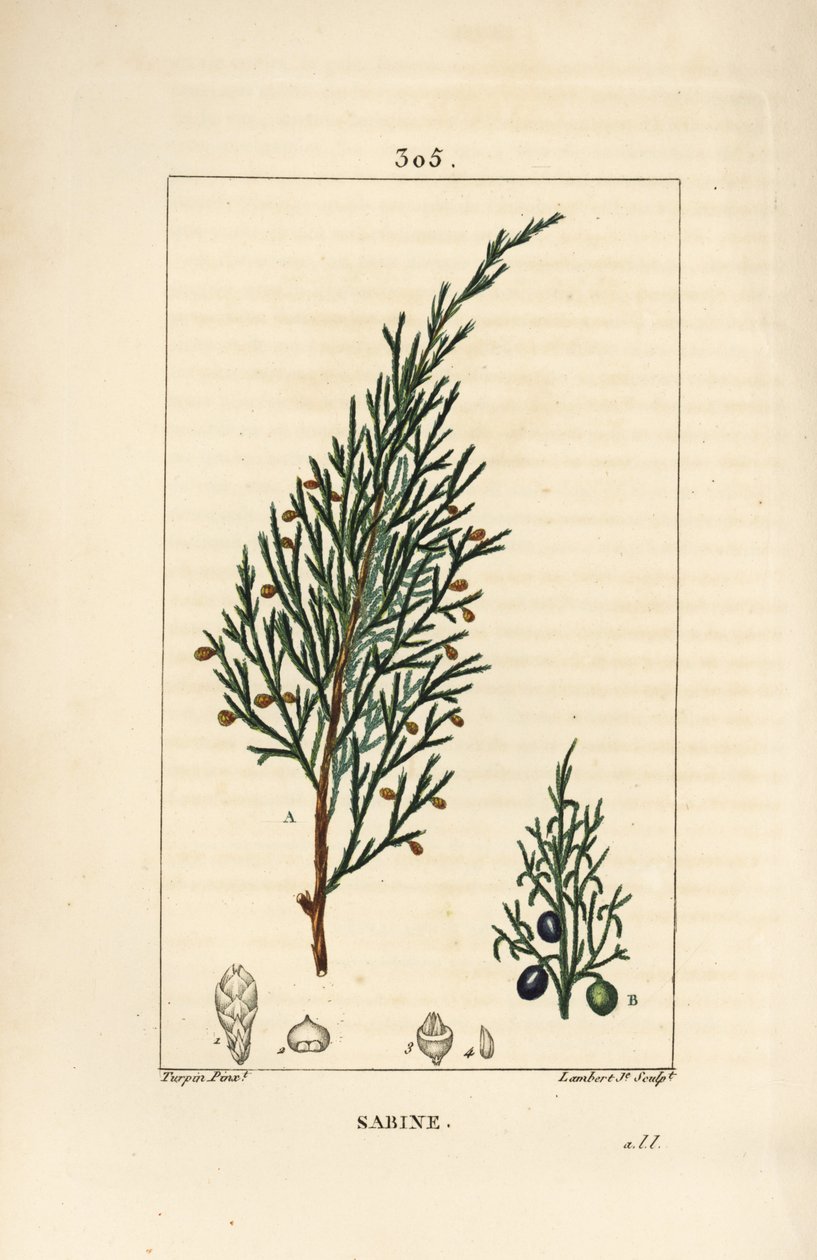 Sabine boróka, Juniperus sabina, bogyóval, levéllel, szárral és maggal. Lambert Junior kézi csíkos rézmetszet Pierre Jean-Francois Turpin rajzából Chaumetonból, Poiret és Chamberet „” La Flore Medicale” című művéből, Paris, Panckoucke alkotó: Pierre Jean Francois Turpin