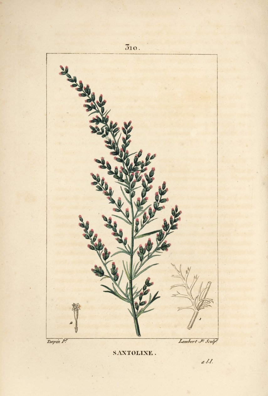 Sagebrush variete - féregmag vagy tatár déli fa, Artemisia santonicum. Lambert Junior kézi csíkos rézmetszet Pierre Jean-Francois Turpin rajzából Chaumetonból, Poiret és Chamberet „” La Flore Medicale” című művéből, Paris, Pa. alkotó: Pierre Jean Francois Turpin