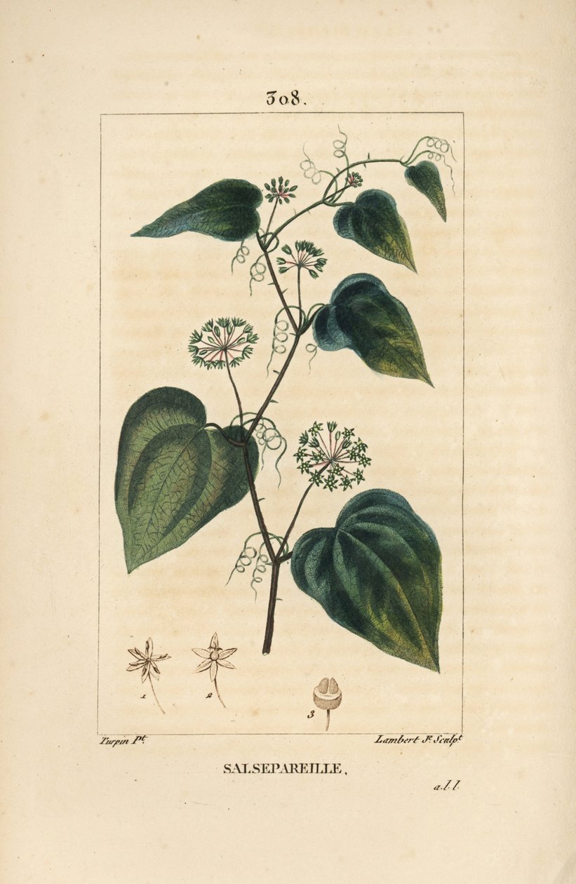 Salsepareille vagy Mountain Granon, Spiny Bindweed, Spiny Liset - durva szálfű vagy sarsaparille, Smilax aspera, virággal, szárral, indával, levéllel és maggal. Lambert Junior kézi színű stipple rézmetszet Pierre Jean-Francois Tu rajzából alkotó: Pierre Jean Francois Turpin