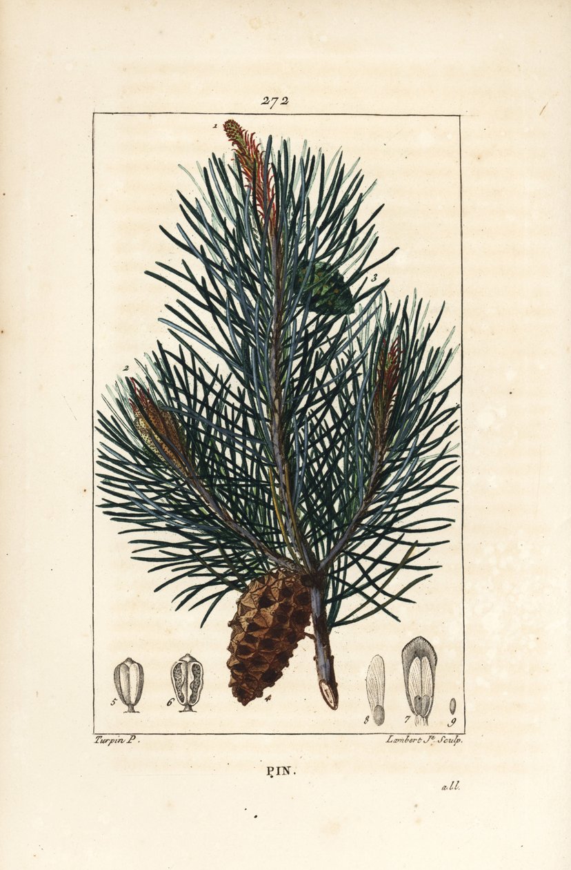 Erdei fenyő – Vadfenyő vagy erdeifenyő, Pinus sylvestris, ággal, tűvel és fenyőtobozgal. Lambert Junior kézi csíkos rézmetszet Pierre Jean-Francois Turpin rajzából Chaumetonból, Poiret és Chamberet „” La Flore M” című művéből alkotó: Pierre Jean Francois Turpin