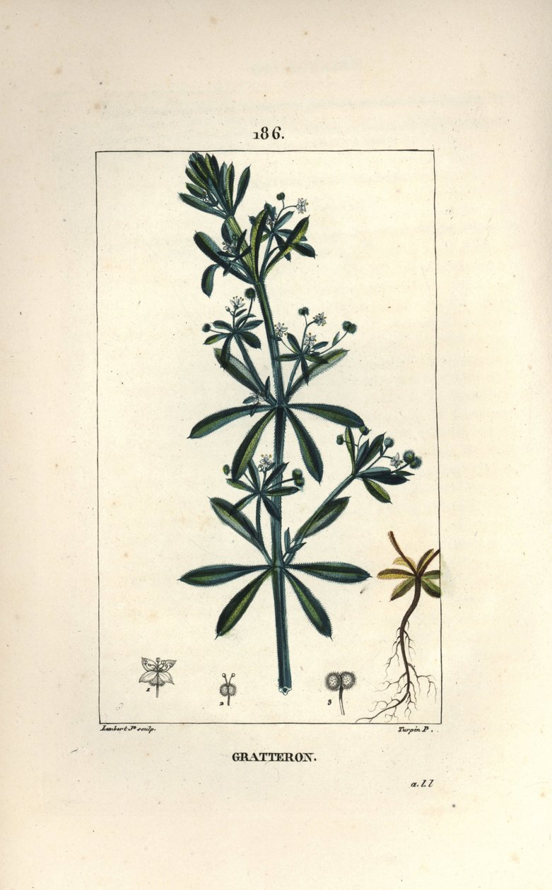 Scratteron vagy rieble, grateron, tongue scratch, gaille - Libafű, Galium aparine. Lambert Junior kézi csíkos rézmetsze Pierre Jean-Francois Turpin rajzából Chaumetonból, Poiret és Chamberet „” La Flore Medicale” című művéből” alkotó: Pierre Jean Francois Turpin