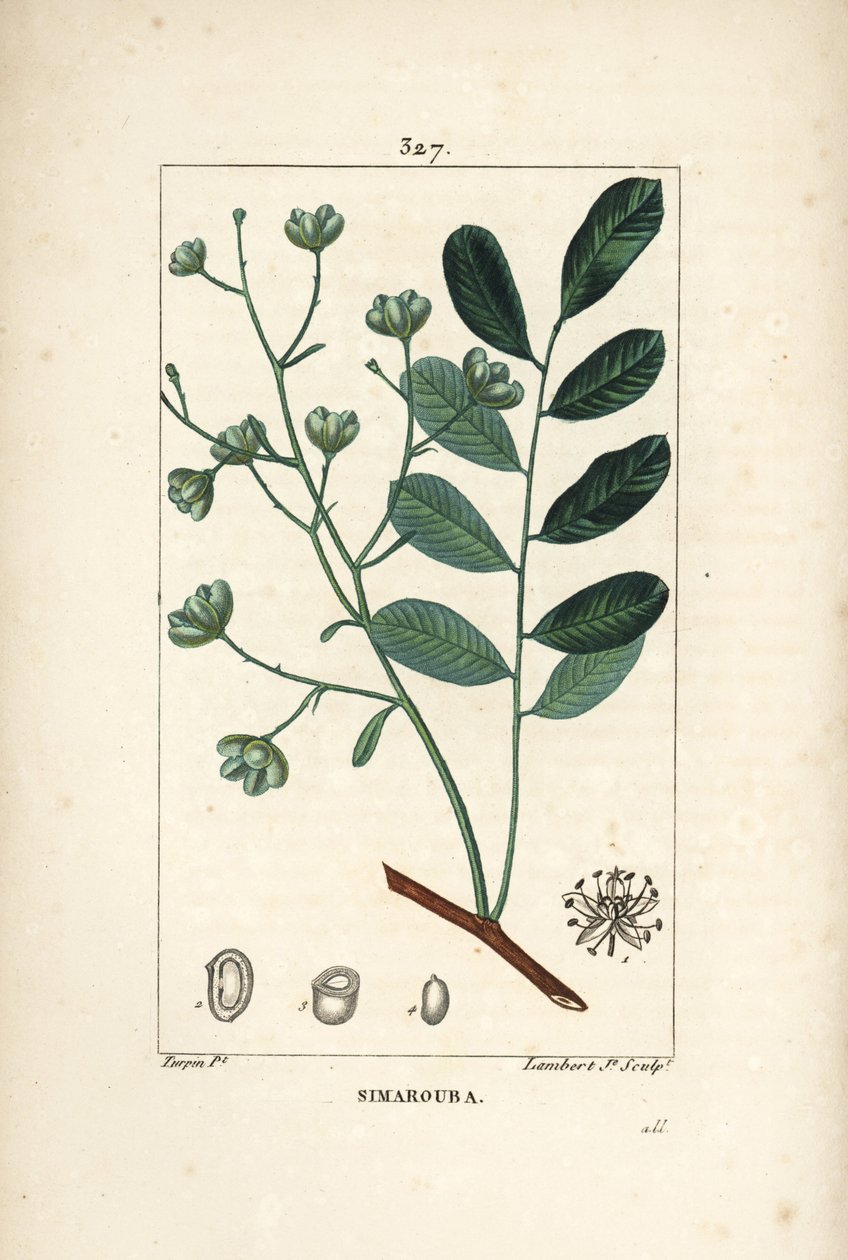 Simarouba bitere - Marupa vagy keserűfa, Simarouba amara (Quassia simaruba) virággal, levéllel, ággal és maggal. Lambert Junior kézi csíkos rézmetsze Pierre Jean-Francois Turpin rajzából, Chaumeton, Poiret és Chamberet alkotó: Pierre Jean Francois Turpin