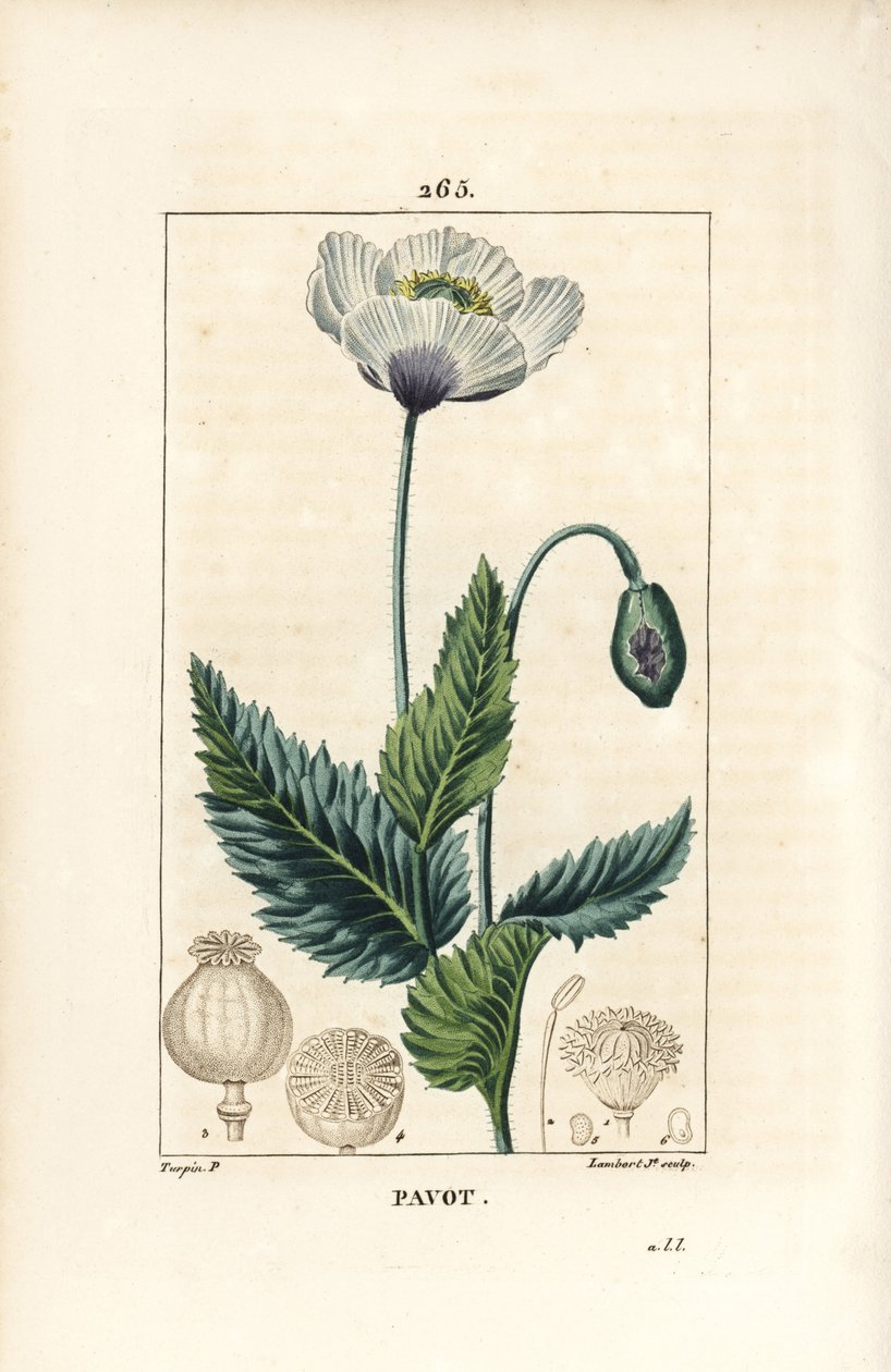 Alvó mák, ópium mák vagy kerti mák - Kerti vagy ópium mák, Papaver somniferum, virággal, levéllel és magvakkal. Lambert Junior kézi csíkos rézmetszet Pierre Jean-Francois Turpin rajzából, Chaumeton, Poiret és C alkotó: Pierre Jean Francois Turpin