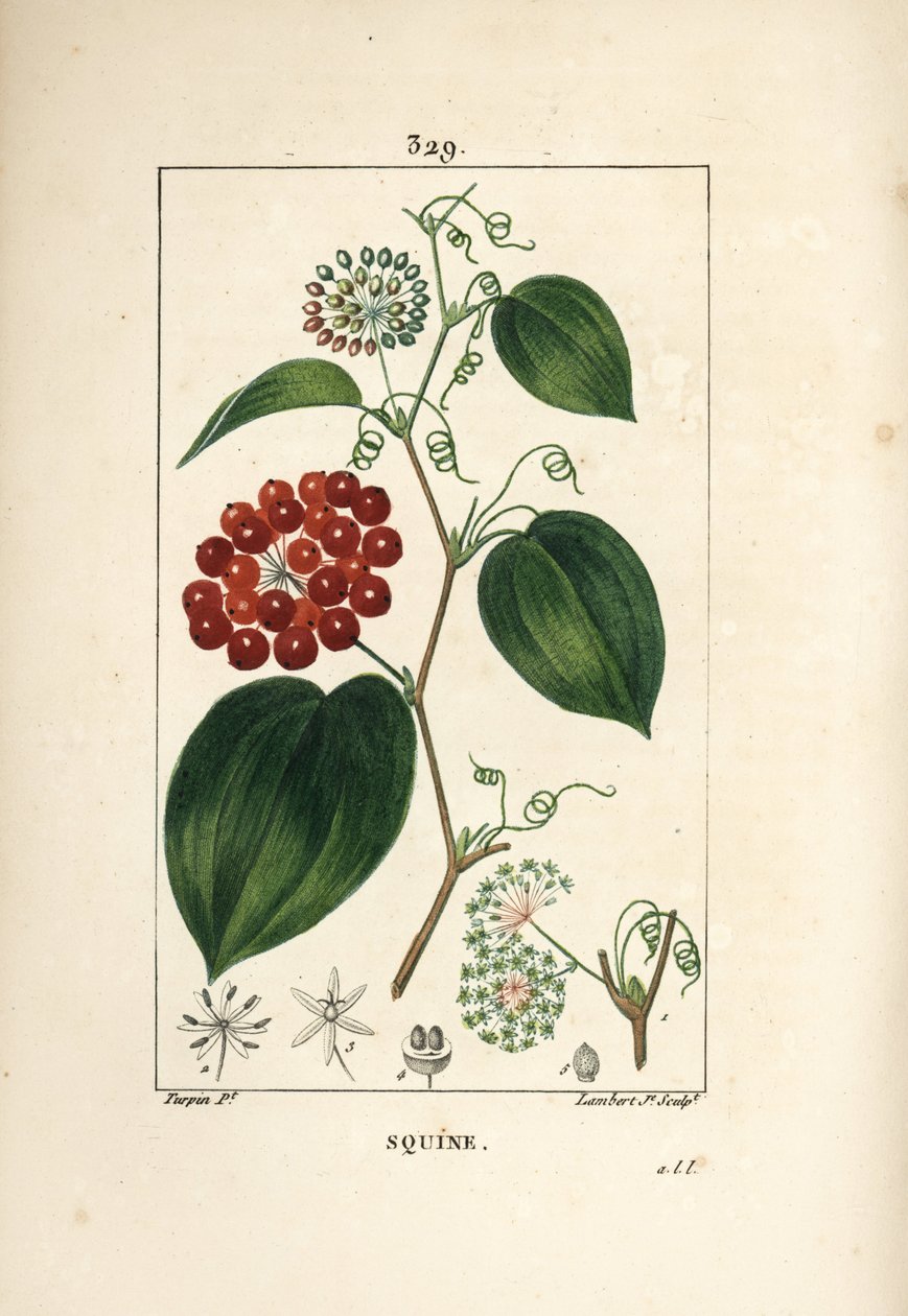Smilax Variety - kínai smilax, Smilax porcelán, virággal, indával, levéllel és gyümölccsel. Lambert Junior kézi csíkos rézmetsze Pierre Jean-Francois Turpin rajzából Chaumetonból, Poiret és Chamberet „” La Flore Medicale” című művéből” alkotó: Pierre Jean Francois Turpin