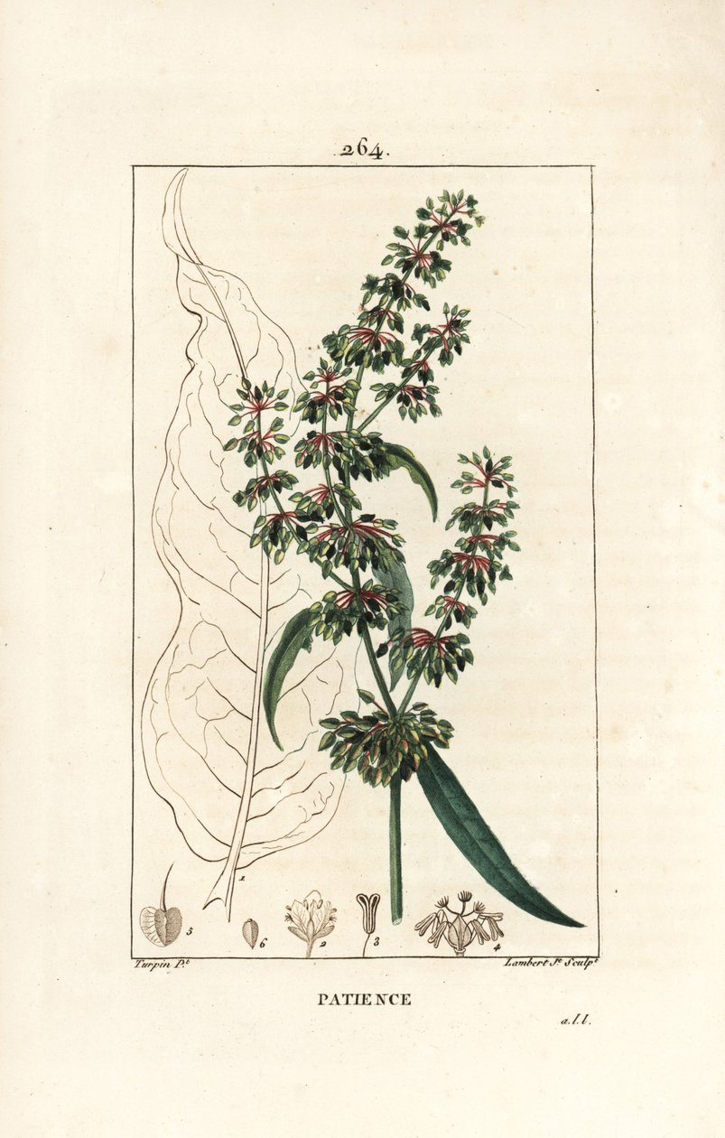 Spinard sóska ou patience des moines - Patience dock, Rumex patientia, virággal, szárral, levelekkel, maggal és levél körvonalával. Lambert Junior kézi színű rézmetszet, Pierre Jean-Francois Turpin rajzából, Chaumeton, Poiret és alkotó: Pierre Jean Francois Turpin