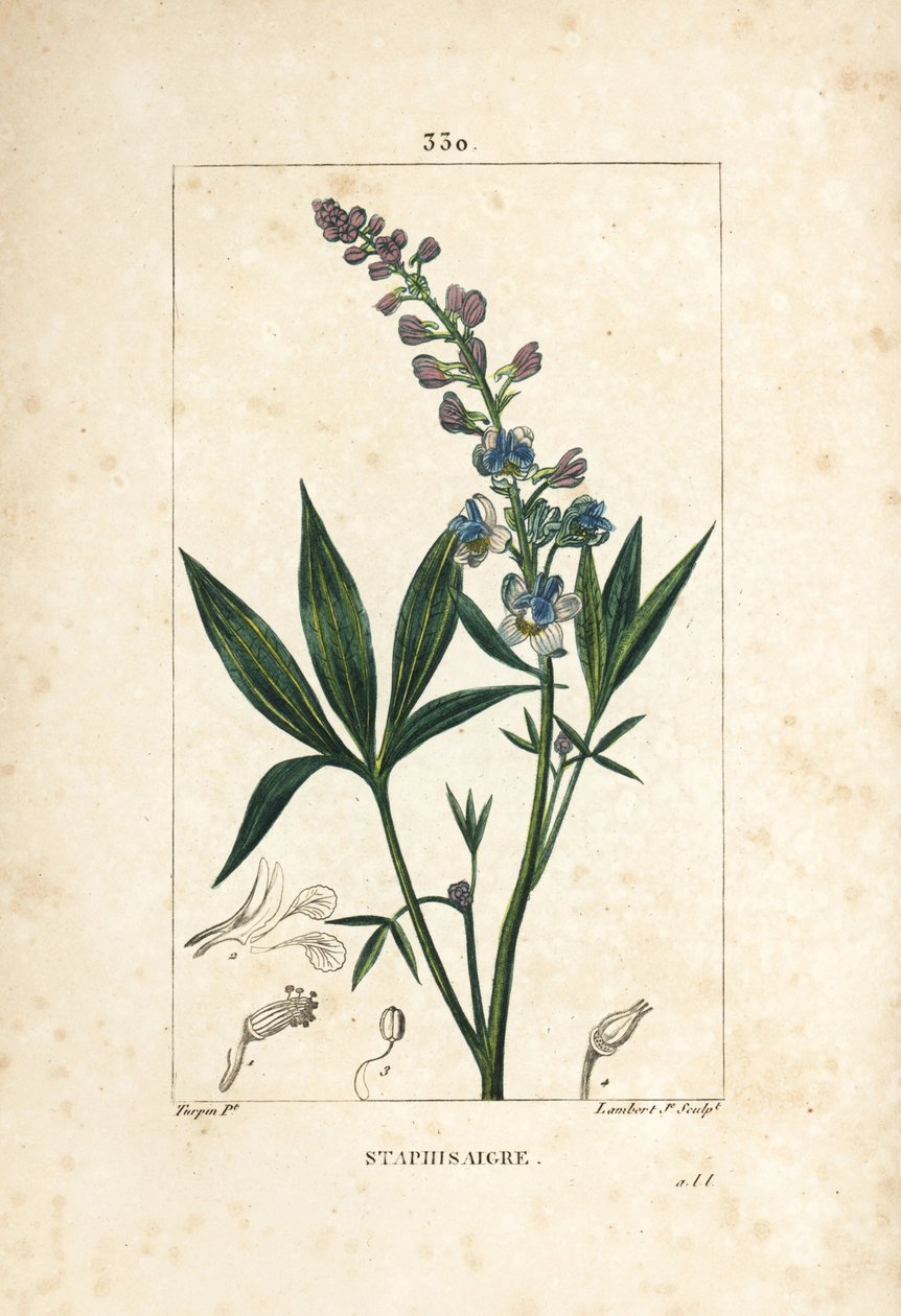 Staphisagria – Hazugság vagy stavesacre, Delphinium staphisagria, virággal, levéllel, szárral és maggal. Lambert Junior kézi csíkos rézmetszet Pierre Jean-Francois Turpin rajzából Chaumetonból, Poiret és Chamberet „” La Flore” című művéből alkotó: Pierre Jean Francois Turpin