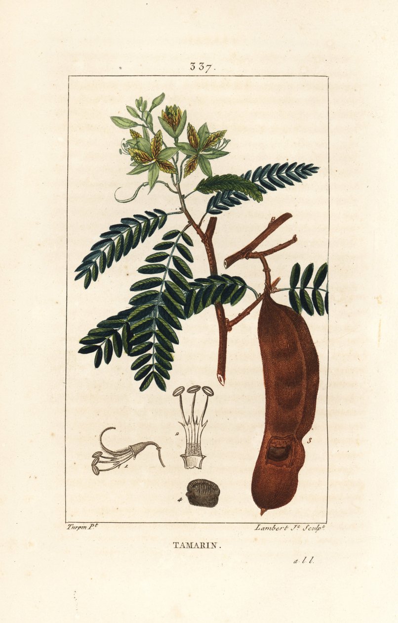 Tamarind - Tamarind, Tamarindus indica, virágot, levelet és maghüvelyt mutat. Lambert Junior kézi csíkos rézmetszet Pierre Jean-Francois Turpin rajzából Chaumetonból, Poiret és Chamberet „” La Flore Medicale” című művéből, Paris, Panc alkotó: Pierre Jean Francois Turpin