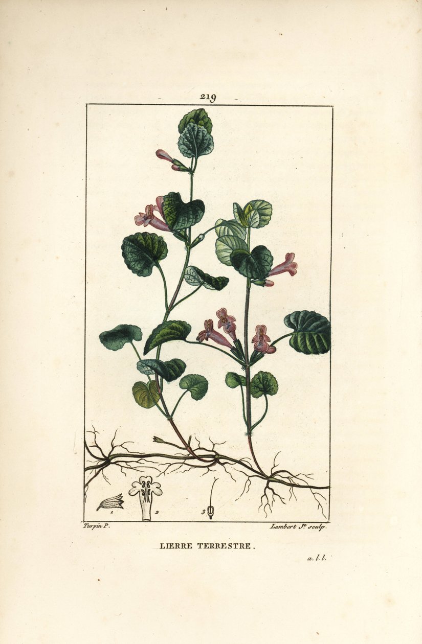 Terrestrial Ivy - Földi borostyán, Hedera terrestris. Lambert Junior kézi csíkos rézmetszet Pierre Jean-Francois Turpin rajzából Chaumetonból, Poiret és Chamberet „” La Flore Medicale” című művéből, Paris, Panckoucke alkotó: Pierre Jean Francois Turpin
