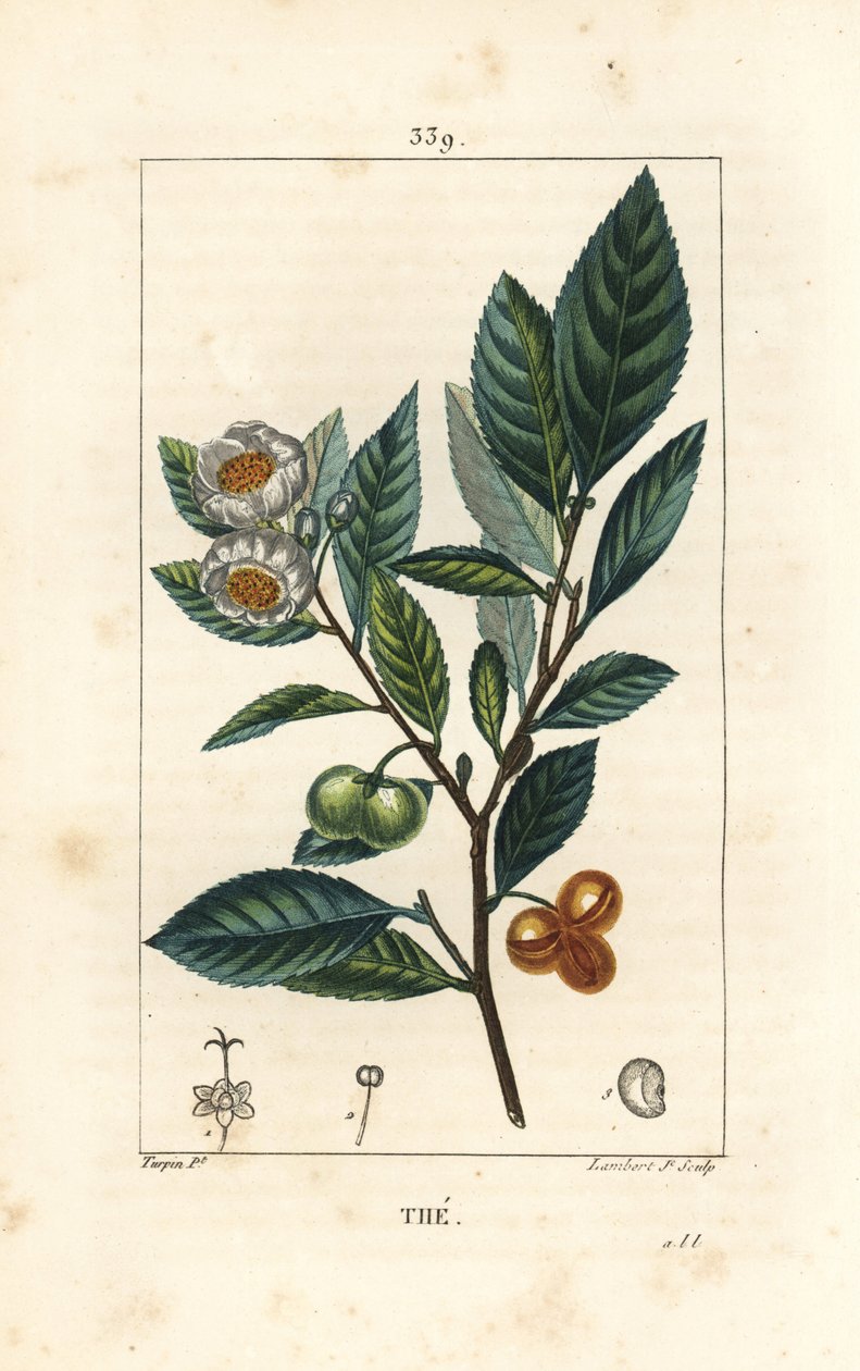 Theier - Tea, Camellia sinensis, levél, gyümölcs és virág látható. Lambert Junior kézi csíkos rézmetszet Pierre Jean-Francois Turpin rajzából Chaumetonból, Poiret és Chamberet „” La Flore Medicale” című művéből, Paris, Panckoucke alkotó: Pierre Jean Francois Turpin