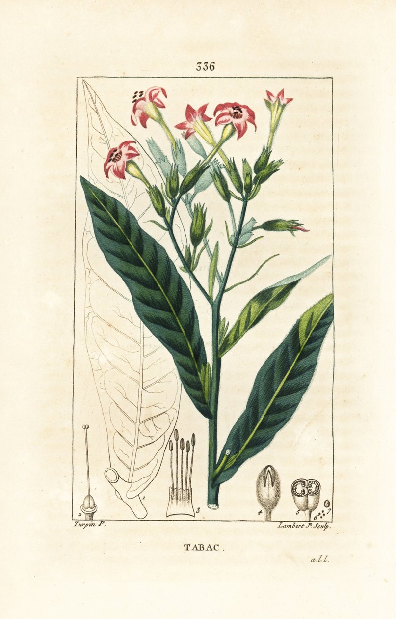 Dohány - Dohány, Nicotiana tabacum. Lambert Junior kézi csíkos rézmetszet Pierre Jean-Francois Turpin rajzából Chaumetonból, Poiret és Chamberet „” La Flore Medicale” című művéből, Paris, Panckoucke alkotó: Pierre Jean Francois Turpin