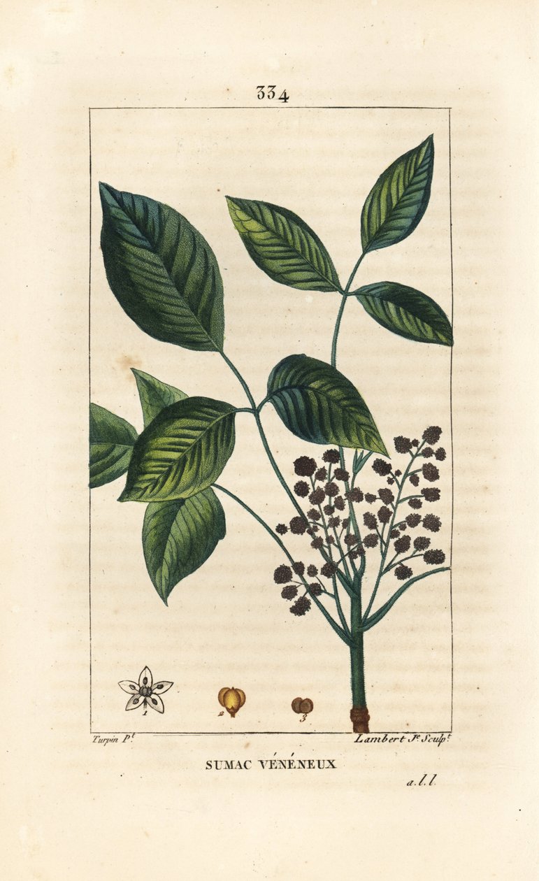 Mérgező liana – mérgező tölgy, Toxicodendron pubescens. Lambert Junior kézi csíkos rézmetszet Pierre Jean-Francois Turpin rajzából Chaumetonból, Poiret és Chamberet „” La Flore Medicale” című művéből, Paris, Panckoucke alkotó: Pierre Jean Francois Turpin
