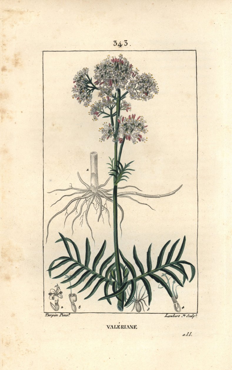 A dombok valeriánja vagy a kis levelű valerián - Valerian, Valeriana officinalis, virággal, levéllel, szárral és gyökérrel. Lambert Junior kézi színű rézmetszet, Pierre Jean-Francois Turpin rajzából, Chaumeton, Poiret és alkotó: Pierre Jean Francois Turpin