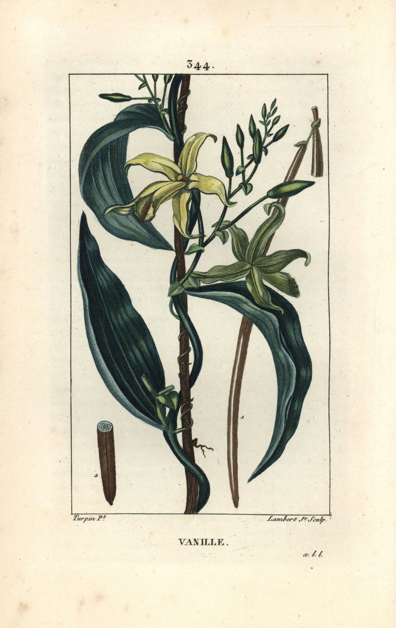 Vanília - Vanília orchidea, Epidendron vanília, virággal, levéllel, maggal. Lambert Junior kézi csíkos rézmetszet Pierre Jean-Francois Turpin rajzából Chaumetonból, Poiret és Chamberet „” La Flore Medicale” című művéből, Paris, Panck alkotó: Pierre Jean Francois Turpin