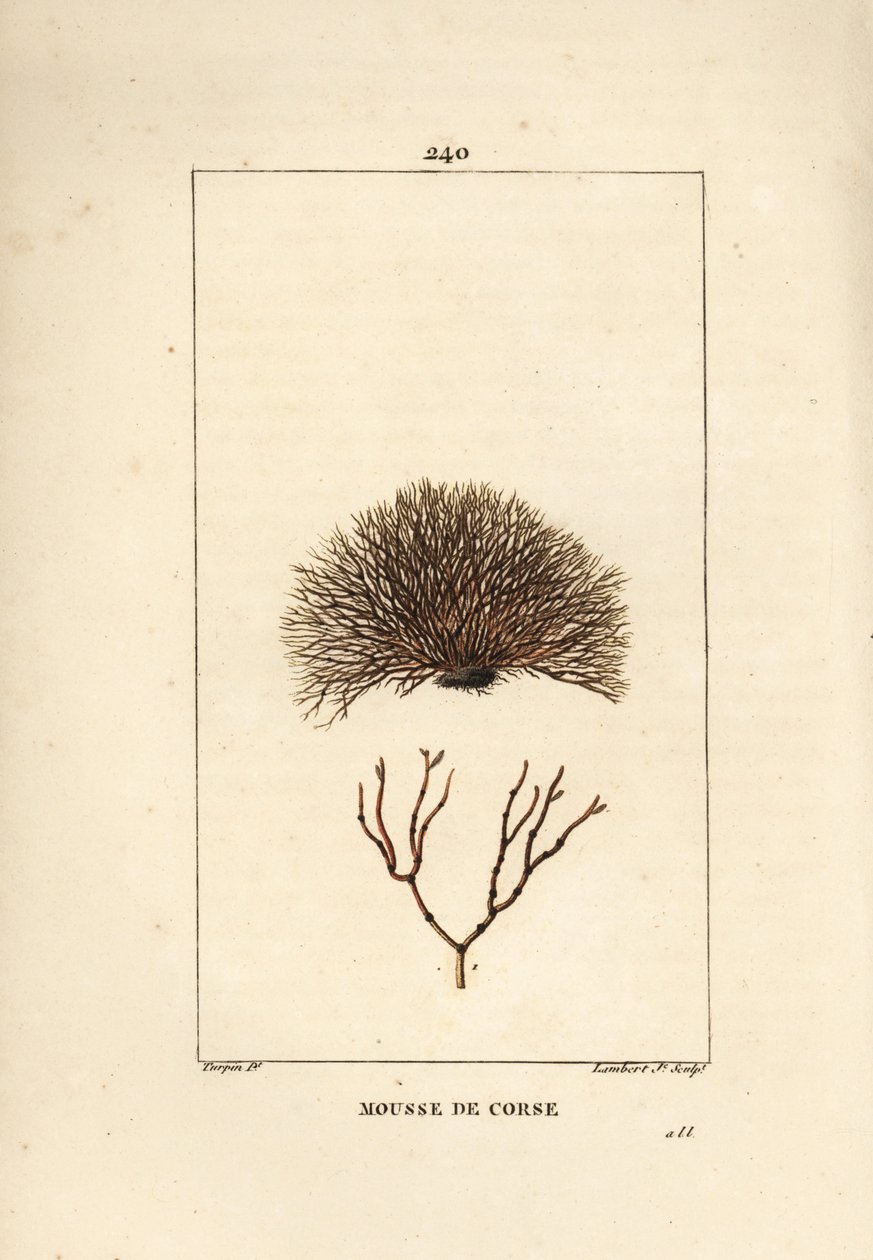 Fucus fajták - tengeri roncs, Fucus helminthocorton. Lambert Junior kézi csíkos rézmetszet Pierre Jean-Francois Turpin rajzából Chaumetonból, Poiret és Chamberet „” La Flore Medicale” című művéből, Paris, Panckoucke alkotó: Pierre Jean Francois Turpin