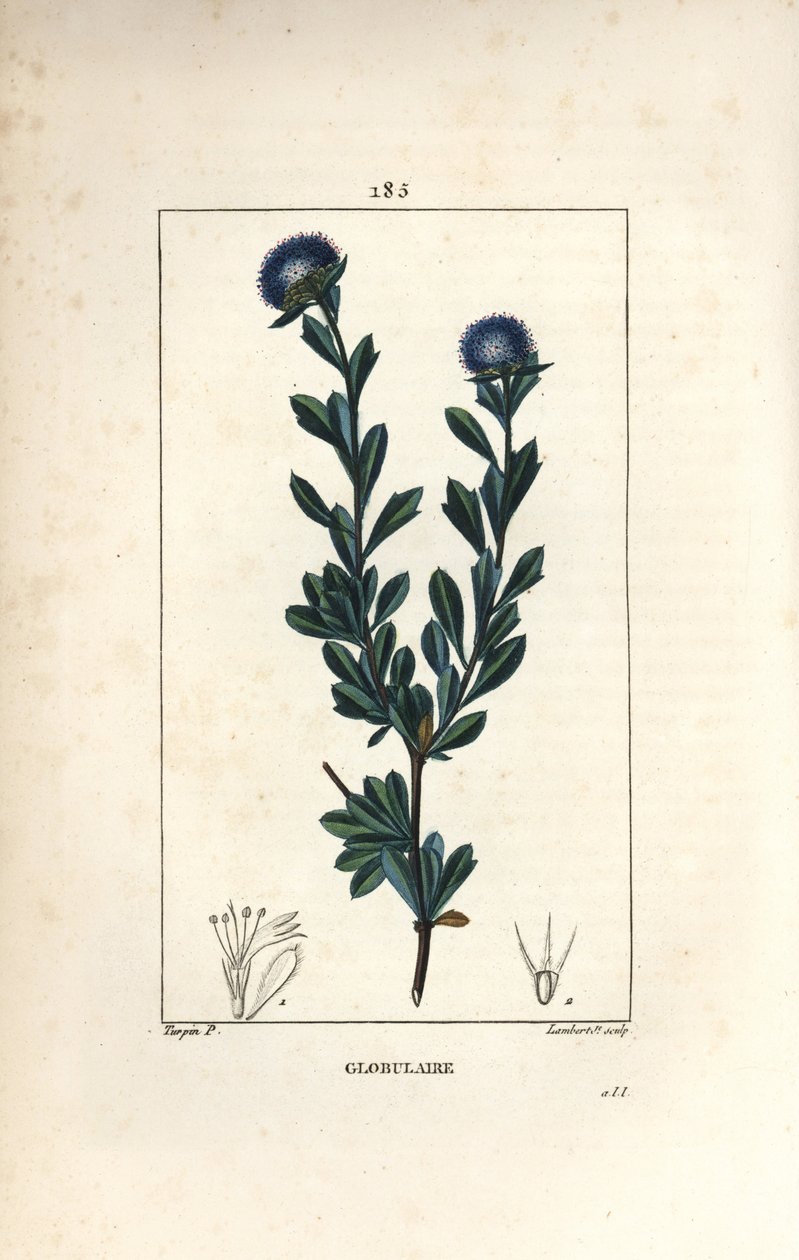 Különböző gömb alakú - háromfogú levelű globularia, Globularia fruticosa. Lambert Junior kézi csíkos rézmetszet Pierre Jean-Francois Turpin rajzából Chaumetonból, Poiret és Chamberet „” La Flore Medicale” című művéből, Paris, Panc alkotó: Pierre Jean Francois Turpin
