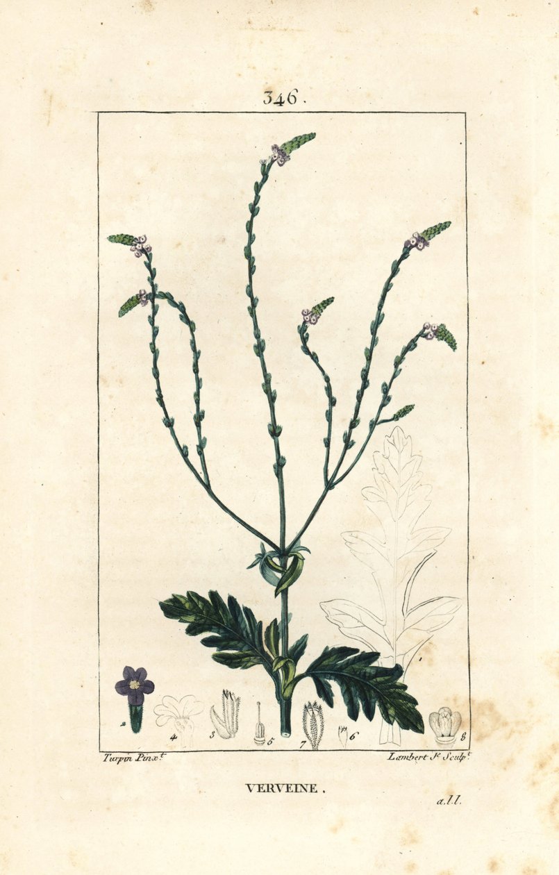 Verbéna vagy szent gyógynövény, Vénusz ér vagy boszorkányfű - Verbéna, Verbena officinalis. Lambert Junior kézi csíkos rézmetszet Pierre Jean-Francois Turpin rajzából Chaumetonból, Poiret és Chamberet „” La Flore Medicale”” Par alkotó: Pierre Jean Francois Turpin