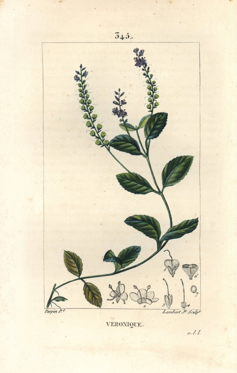 Veronique officinale - Hím gyorskút, Veronica officinalis. Lambert Junior kézi csíkos rézmetszet Pierre Jean-Francois Turpin rajzából Chaumetonból, Poiret és Chamberet „” La Flore Medicale” című művéből, Paris, Panckoucke alkotó: Pierre Jean Francois Turpin