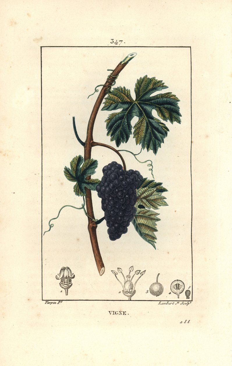 Szőlő - szőlő, Vitis vinifera, terméssel, levéllel, indával és szárral. Lambert Junior kézi csíkos rézmetszet Pierre Jean-Francois Turpin rajzából Chaumetonból, Poiret és Chamberet „” La Flore Medicale” című művéből, Paris, Panckouc alkotó: Pierre Jean Francois Turpin