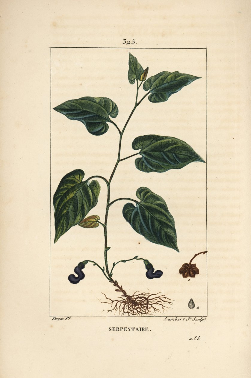 Virginia Snakeroot – Virginiai kígyógyökér, Aristolochia serpentaria, virággal, levéllel, szárral, maggal és gyökérrel. Lambert Junior kézi csíkos rézmetszet Pierre Jean-Francois Turpin rajzából Chaumetonból, Poiret és Chamberet " alkotó: Pierre Jean Francois Turpin