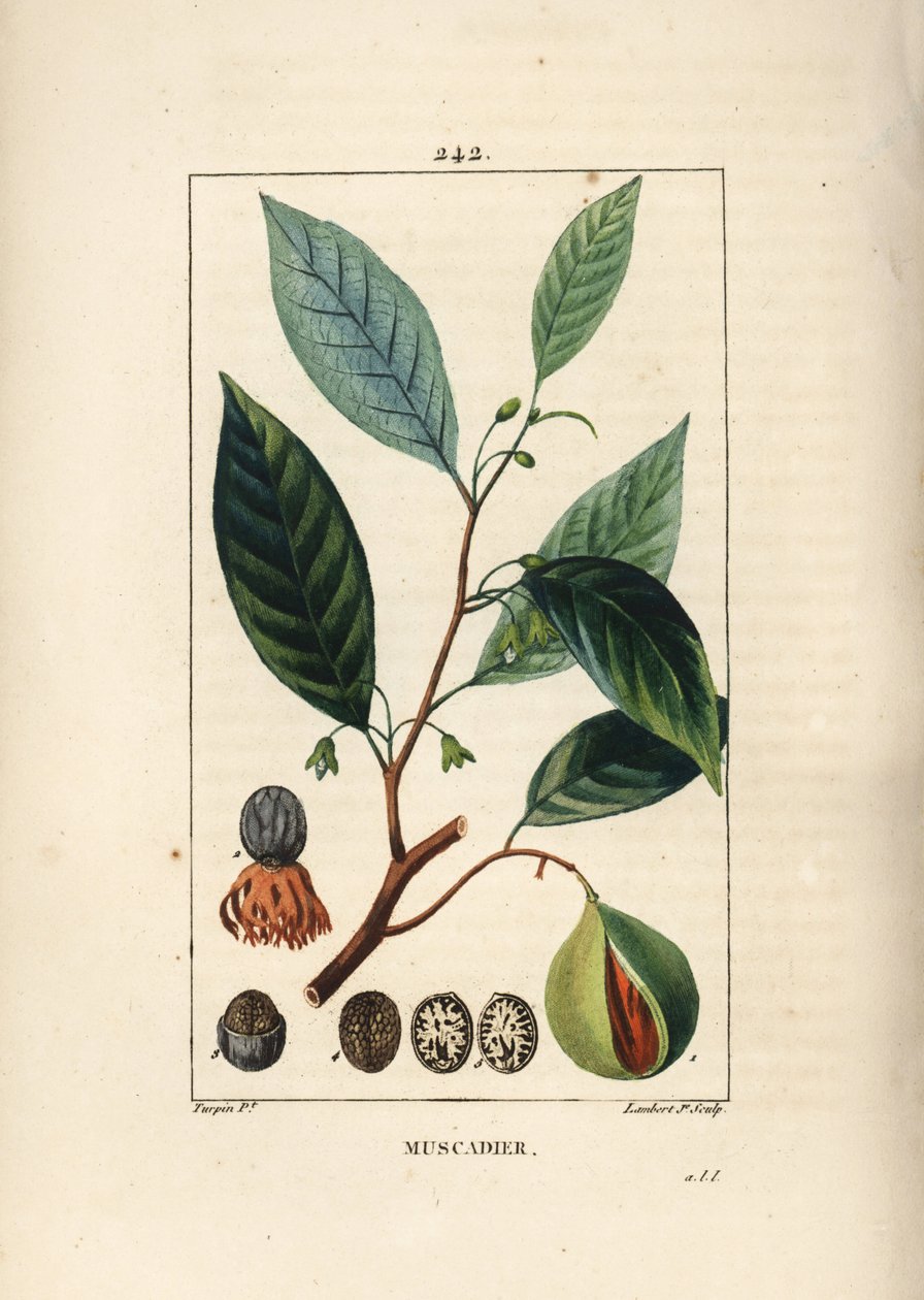 Vomic dió - Szerecsendió és buzogány, Myristica moschata, levél, mag és gyümölcs. Lambert Junior kézi csíkos rézmetszet Pierre Jean-Francois Turpin rajzából Chaumetonból, Poiret és Chamberet „” La Flore Medicale” című művéből, Paris, Panckou alkotó: Pierre Jean Francois Turpin