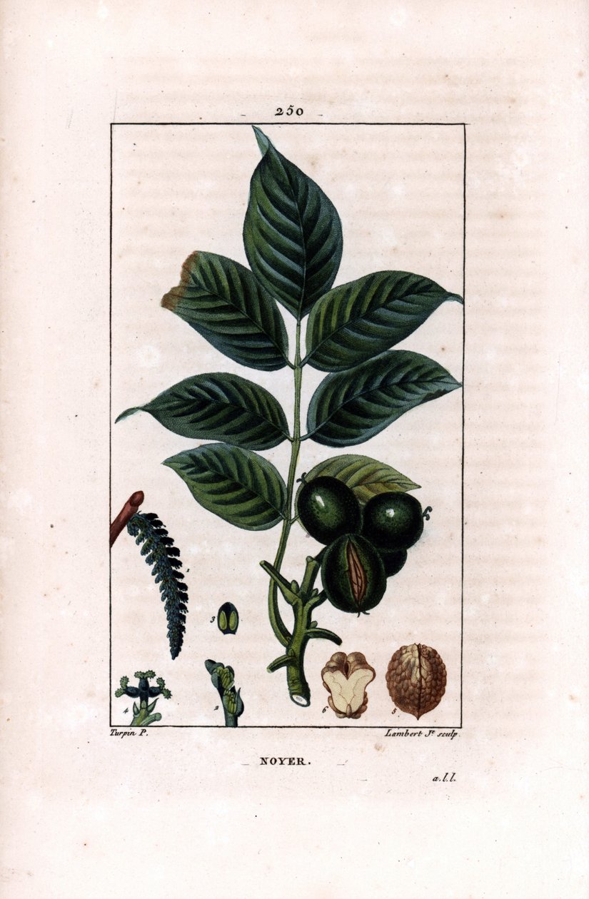 Dió ág dióval - Diófa, Juglans regia, ággal, levelekkel, érett gyümölccsel, dió héjában és részében. Lambert Junior kézi csíkos rézmetszet Pierre Jean-Francois Turpin rajzából, Chaumeton, Poiret et Chamber alkotó: Pierre Jean Francois Turpin