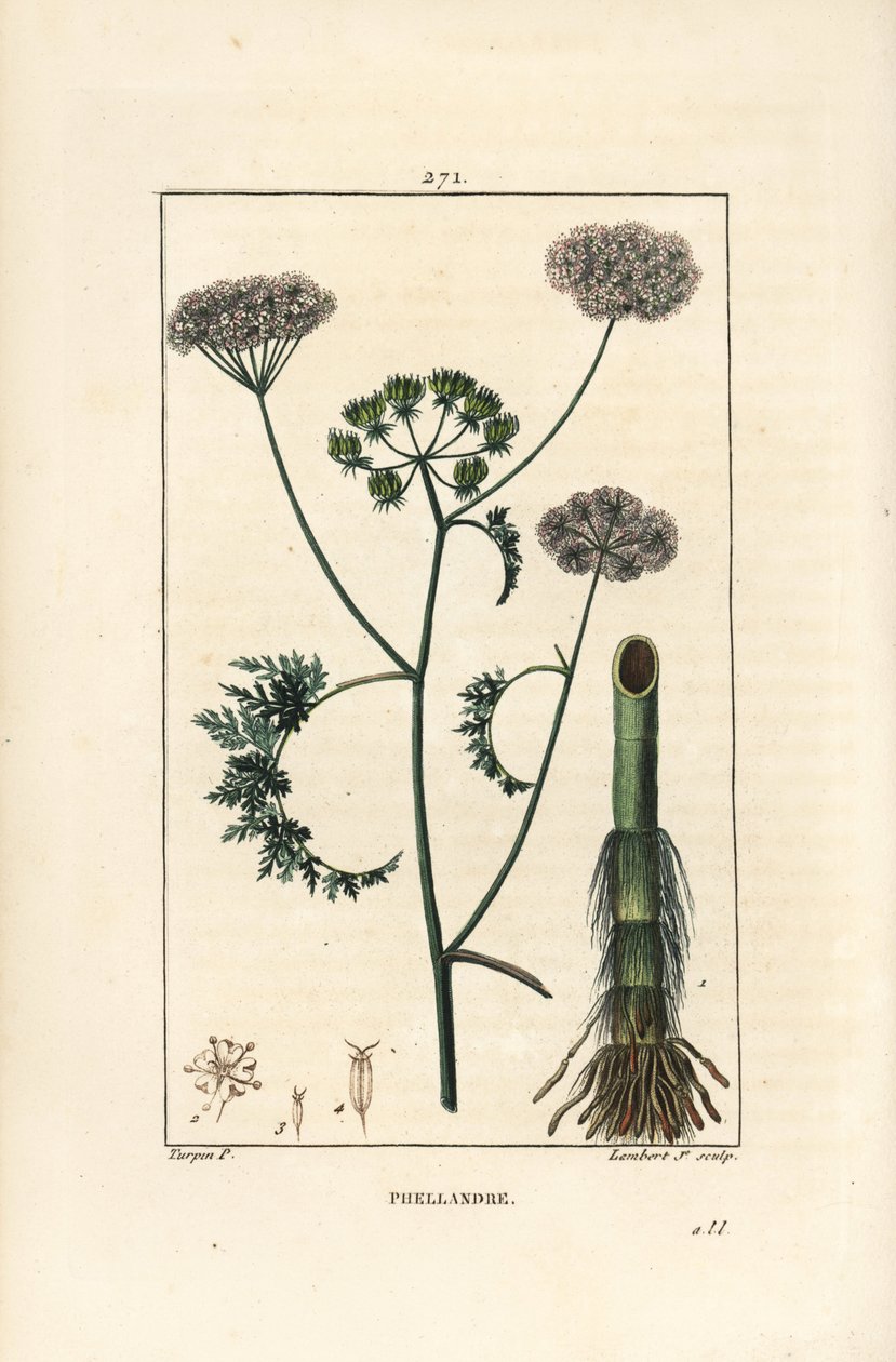 Vízcsepp vagy vízi bürök, Oenanthe aquatica (Phellandrium aquatica), virággal, levéllel, szárral és gyökérrel. Lambert Junior kézi csíkos rézmetszet Pierre Jean-Francois Turpin rajzából, Chaumeton, Poiret és Chamberet alkotó: Pierre Jean Francois Turpin