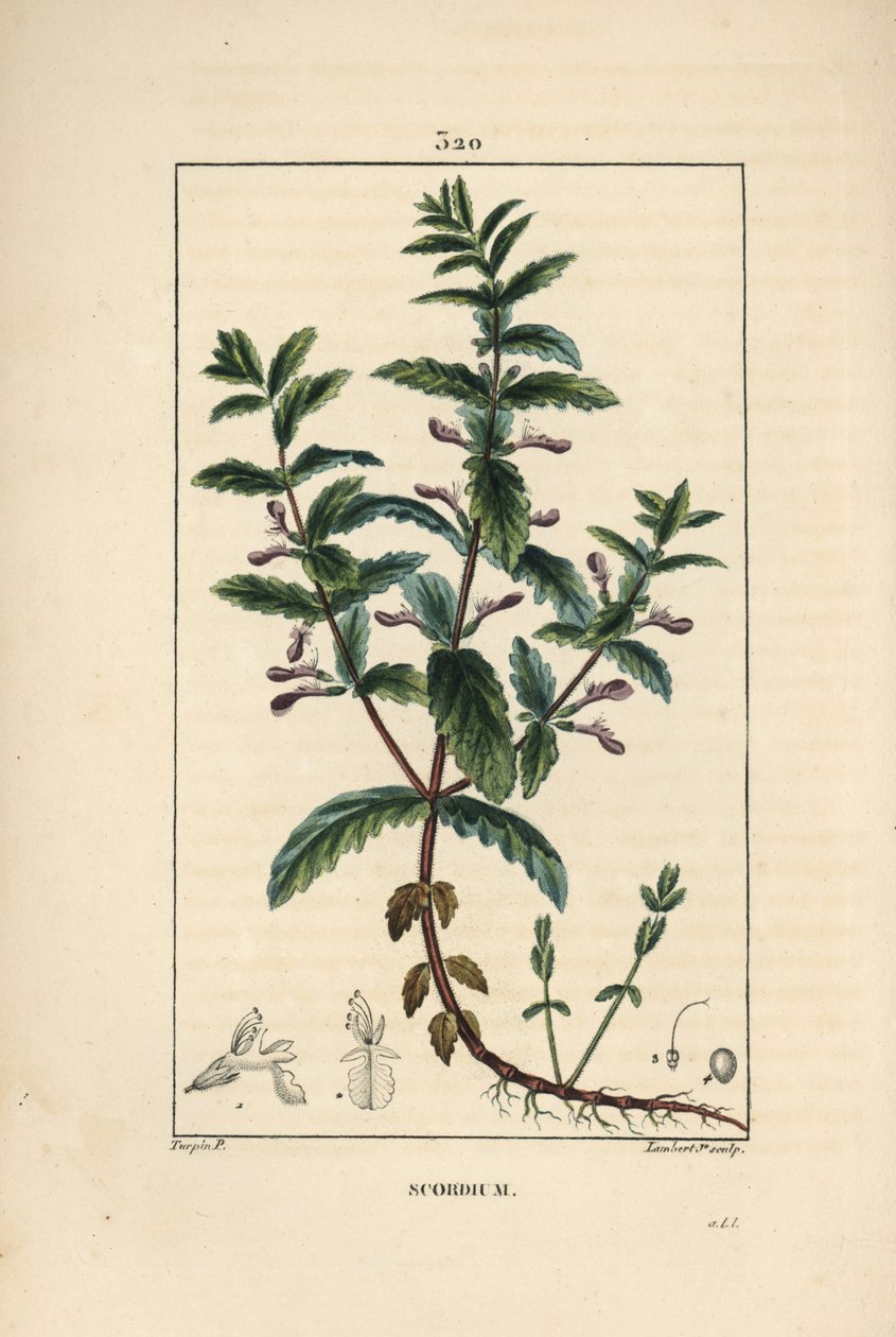 Vízi germandree - Vízi germandra, Teucrium scordium, virággal, levéllel, szárral és gyökerekkel. Lambert Junior kézi csíkos rézmetszet Pierre Jean-Francois Turpin rajzából Chaumetonból, Poiret és Chamberet „” La Flore Medi” című művéből alkotó: Pierre Jean Francois Turpin