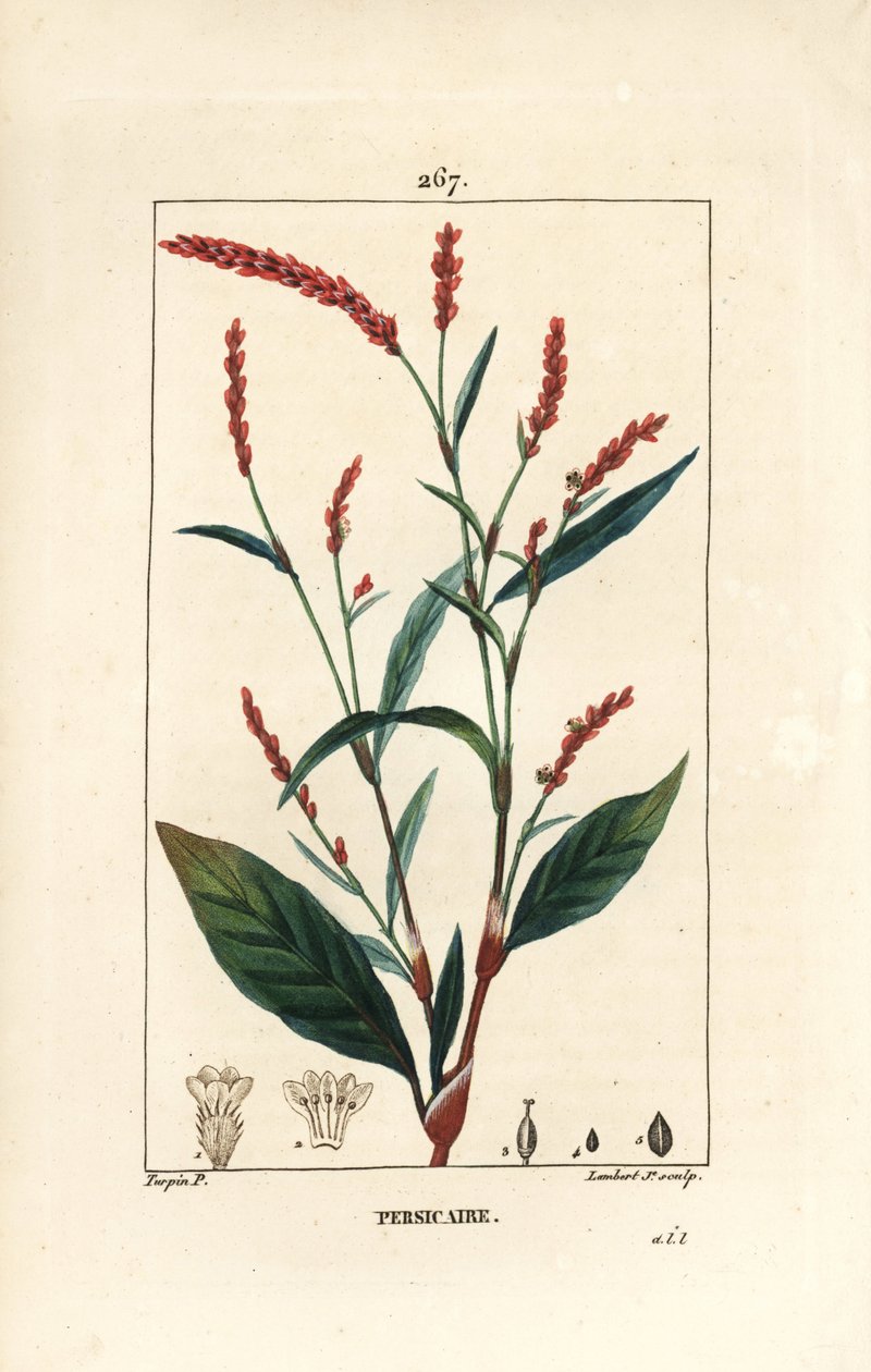 Vízipaprika knotwee - Vízipaprika, Persicaria hydropiper (Polygonum hydropiper), virággal, szárral és levelekkel. Lambert Junior kézi csíkos rézmetsze Pierre Jean-Francois Turpin rajzából, Chaumeton, Poiret és Chamberet alkotó: Pierre Jean Francois Turpin