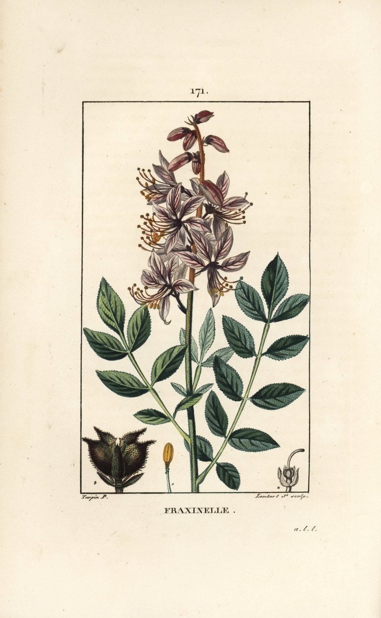 Fehér dictamnus albus virágokkal, levelekkel, magvakkal és szőrös gyümölcsökkel. Lambert Junior kézi csíkos rézmetszete Pierre Jean-Francois Turpin Chaumeton rajzából, Poiret et Chamberet „” La Flore Medicale” című művéből, Paris, Panckouck alkotó: Pierre Jean Francois Turpin