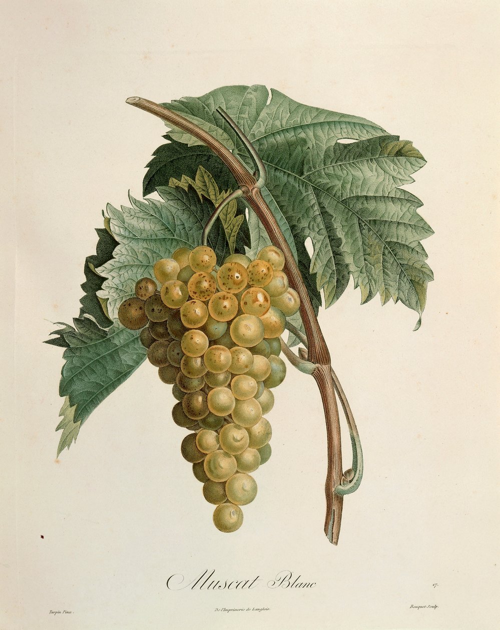 Pierre Jean Francois Turpin (1775-1840) fehér muskotályszőlő alkotó: Pierre Jean Francois Turpin