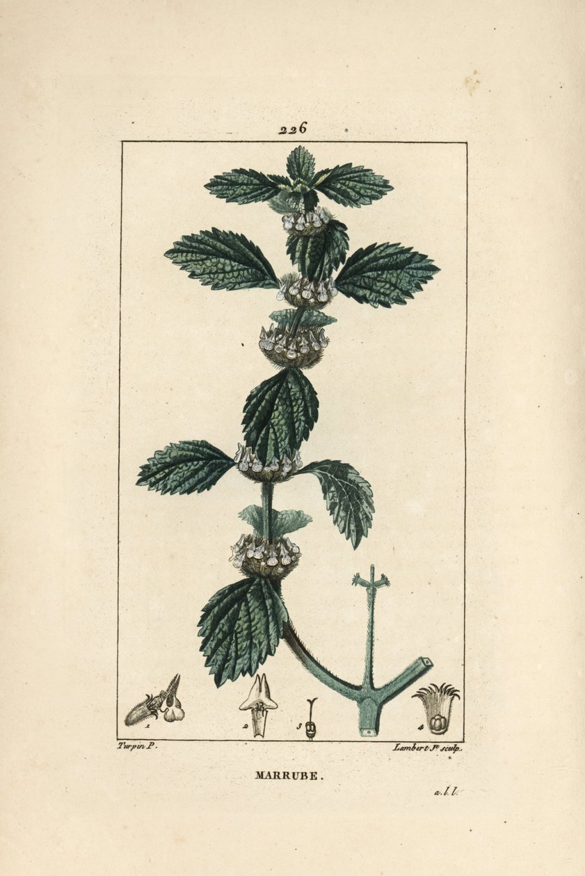 Fehér vagy közönséges marrube - Közönséges horehound, Marrubium vulgare. Lambert Junior kézi csíkos rézmetszet Pierre Jean-Francois Turpin rajzából Chaumetonból, Poiret és Chamberet „” La Flore Medicale” című művéből, Paris, Panckoucke alkotó: Pierre Jean Francois Turpin