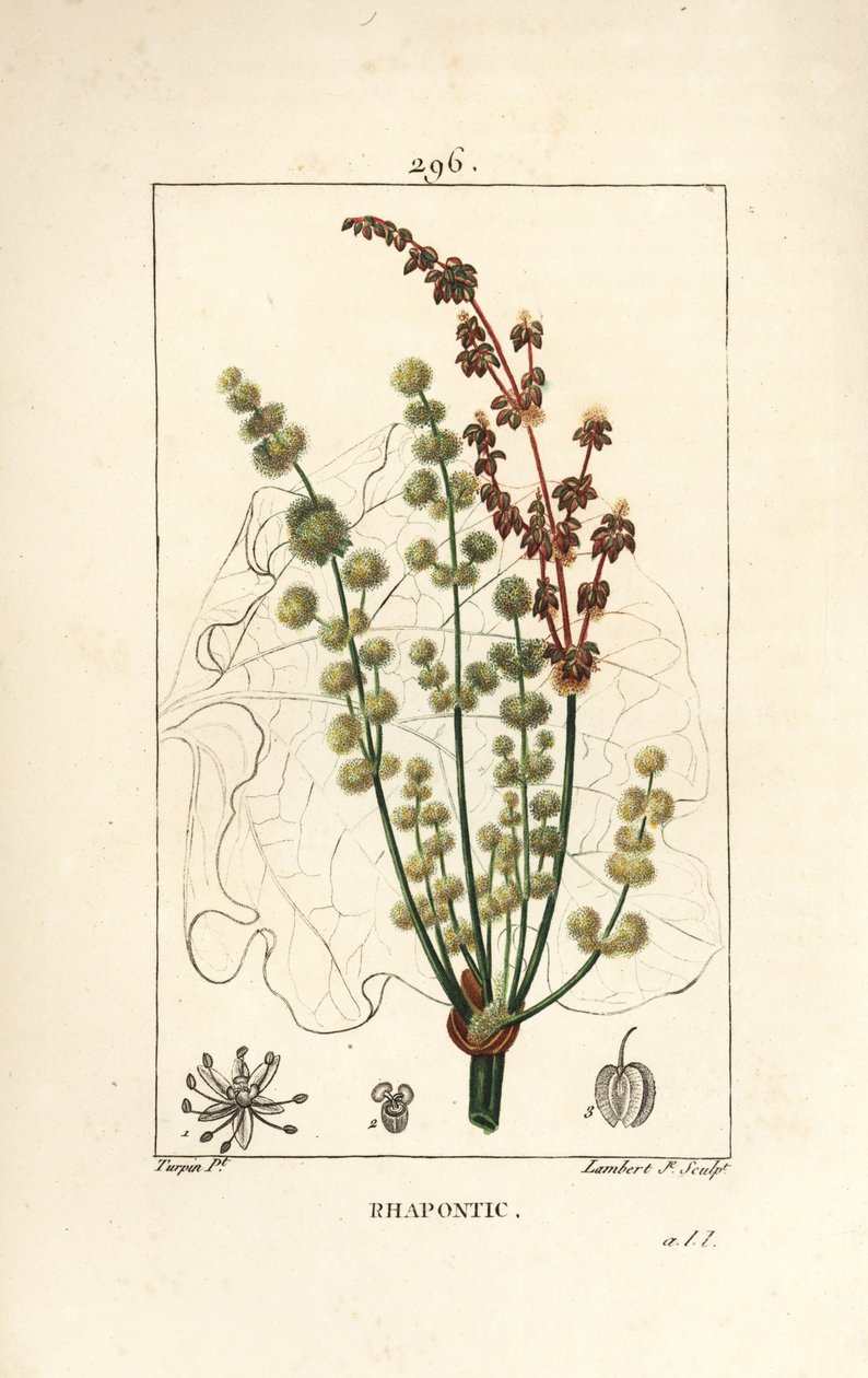 Vadrebarbara – Rhapontic vagy hamis rebarbara, Rheum rhapontium, virág, szár, mag és levél körvonalával. Lambert Junior kézi csíkos rézmetszet Pierre Jean-Francois Turpin rajzából Chaumetonból, Poiret és Chamberet „” La” című művéből alkotó: Pierre Jean Francois Turpin