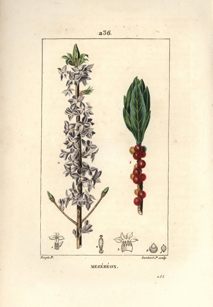 Fa szép, csinos, zöld, zöld fa, Daphne szép fa - Mezereon, Daphne mezereum. Lambert Junior kézi csíkos rézmetsze Pierre Jean-Francois Turpin rajzából Chaumetonból, Poiret és Chamberet „” La Flore Medicale” című művéből” alkotó: Pierre Jean Francois Turpin